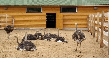 Jak nastavit pštrosí kotec?